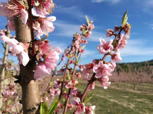 Almendros en flor en la Terra Alta, espectáculo de olor y color - Els  temporers