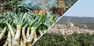 calçotada a la terra alta